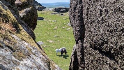 Wild ponies roaming Dartmoor National Park, as seen from the top of Haytor Rocks