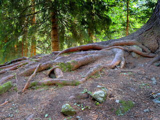 tree roots in the woods