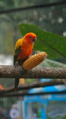 Beautiful parrot perched on a branch, parrot eating fruit in cage