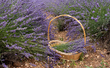 Lavender fields ready for harvest
