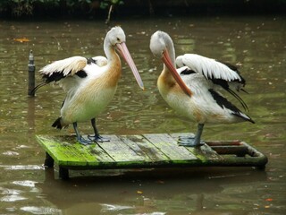 pelicans relaxing in the pond, beautiful pelicans with black and white feathers, pelicans in the zoo