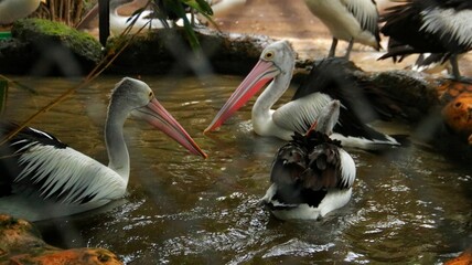 pelicans relaxing in the pond, beautiful pelicans with black and white feathers, pelicans in the zoo
