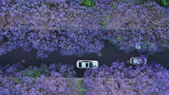 Aerial View of Street with Jacaranda Trees, China.
