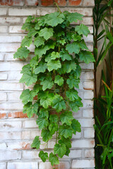Green leaves Javanese treebine or Grape ivy jungle vine hanging ivy plant bush