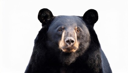 Fototapeta premium asiatic black bear isolated on white background