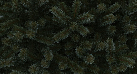 Dark green evergreen branches close-up for textured natural background