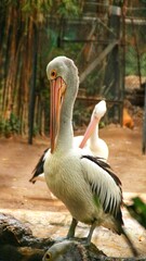 pelicans relaxing in the pond, beautiful pelicans with black and white feathers, pelicans in the zoo