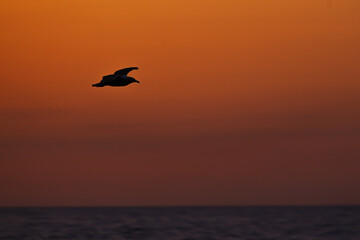 Seagull (Larus argentatus) flying with open wings in daylight sky
