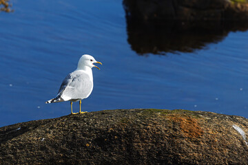 A calling common gull (Larus canus) stands on a coastal rock