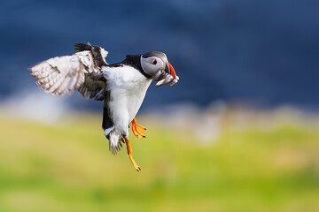 Atlantic puffin Fratercula arctica landing with fish catch on grassy cliff