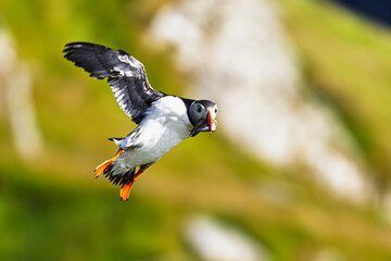 Atlantic puffin Fratercula arctica flying over sea with fish in beak