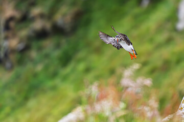 Atlantic puffin Fratercula arctica standing on grassy cliff with fish catch