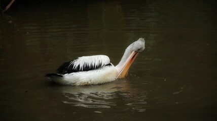 pelicans relaxing in the pond, beautiful pelicans with black and white feathers, pelicans in the zoo