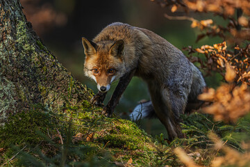 Red fox (Vulpes vulpes) sneaking behind mossy tree trunk in autumn forest light