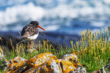 The Eurasian oystercatcher Haematopus ostralegus stands alert on one leg among coastal grass and...