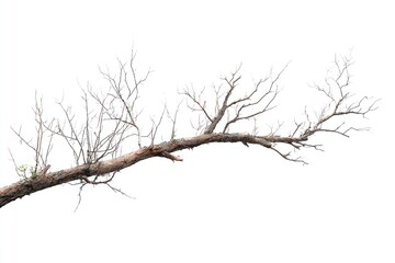 Fototapeta premium A gnarled, bare tree branch, isolated on white, exhibits a complex network of thin, dry twigs extending from a thicker, textured trunk. A tiny hint of green suggests potential regrowth