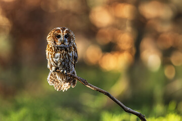Tawny owl (Strix aluco) perched on twisted branch in warm forest bokeh