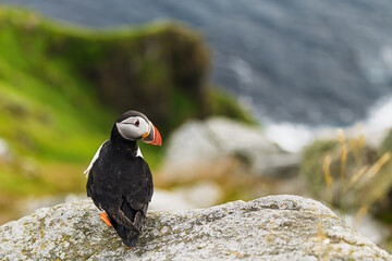 Atlantic puffin Fratercula arctica resting on a coastal cliff with ocean waves and grassy slope in...