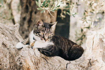 Cute tabby grey and white cat lying on a branch of old olive tree, Montenegro.