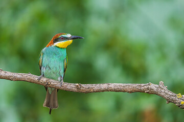European bee-eater (Merops apiaster) perched on a dry branch in summer greenery