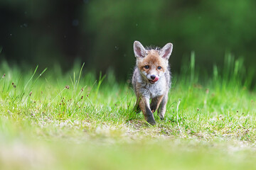 Red fox cub (Vulpes vulpes) walking through grass with tongue curled on muzzle