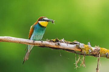 A vividly colored European bee-eater Merops apiaster holding a bee in its beak while perched on a dry branch