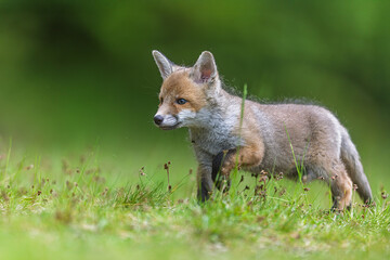 Young red fox (Vulpes vulpes) stepping carefully through meadow vegetation