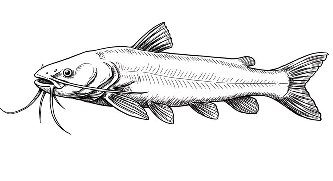 なまず」の写真素材 | 65,544件の無料イラスト画像 | Adobe Stock