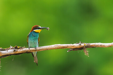 A European bee-eater Merops apiaster clutching a flying insect while sitting on a dry branch in...