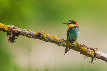 A colorful European bee-eater Merops apiaster resting on a lichen-covered branch against a blurred summer background