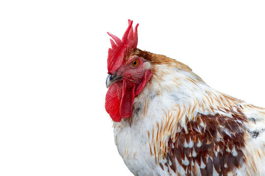 close-up of chicken, concept of poultry, threat of avian influenza and illness among poultry.	