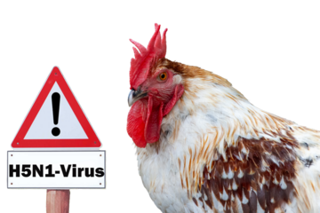 close-up of chicken, sign H5N1 concept of poultry, threat of avian influenza and illness among poultry.	