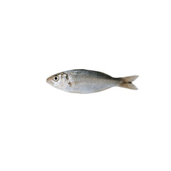 Fototapeta premium fish on white background