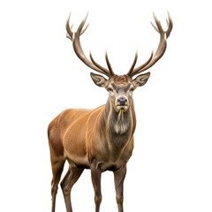 Fototapeta premium Majestic red deer portrait showcases the animal's imposing antlers against a stark black backdrop, highlighting wildlife beauty and natural elegance.