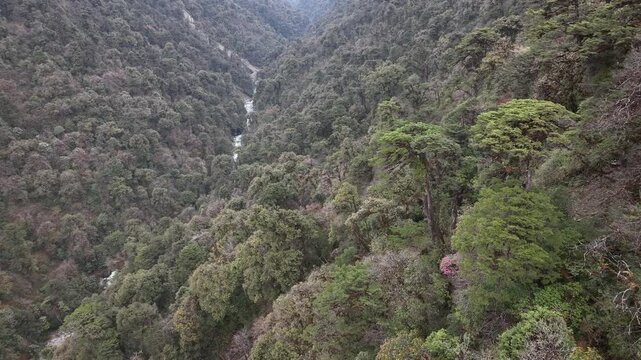 Aerial View of a Lush, Dense Forest Carved by a Winding River, Displaying Verdant Hues Interwoven with Rugged Textures, Nujiang Lisu Autonomous Prefecture, Yunnan, China