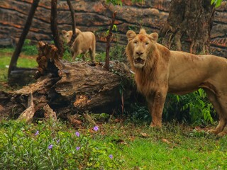 a pair of male and female lions in the zoo, a pair of lions playing