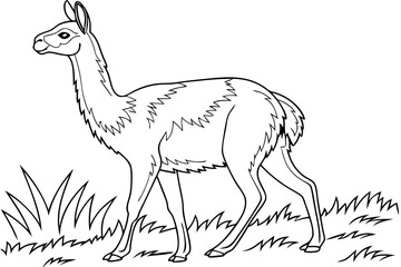 coloring page line art the vicuna black vector