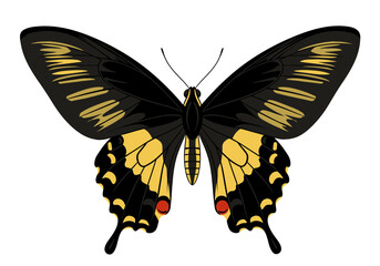 Black and Yellow Butterfly Illustration | Tropical Insect Clipart | Colorful Winged Bug Drawing | Nature Wildlife Art | Exotic Garden Design

