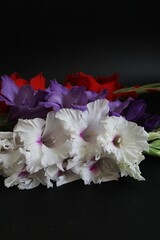 colorful gladioli, gladioli on a dark background, garden flowers