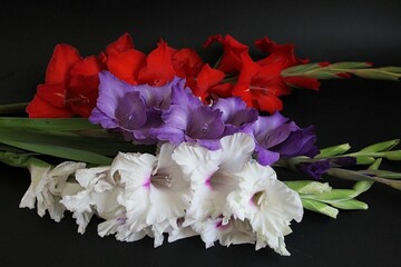 colorful gladioli, gladioli on a dark background, garden flowers