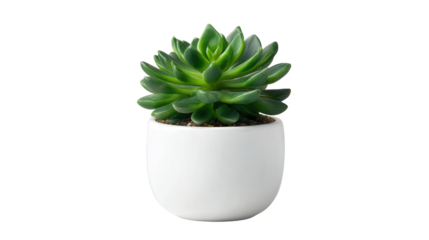 Potted succulent plant in white ceramic pot background isolated on a Transparent background, PNG file.