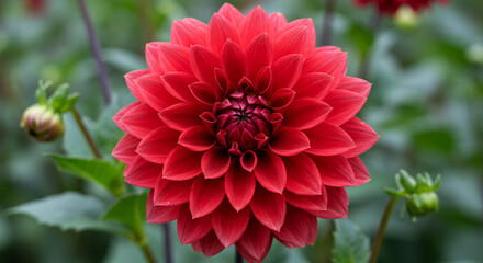 A close up of a vibrant red dahlia flower with petals arranged in a symmetrical pattern on blurred field