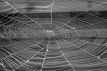 Black and White Spider Web Close-Up – Minimalist Abstract Background with Natural Geometry