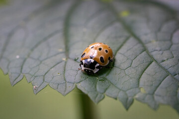 Macro of Orange Ladybug on Green Leaf – Insect Close-Up and Natural Wildlife Photography