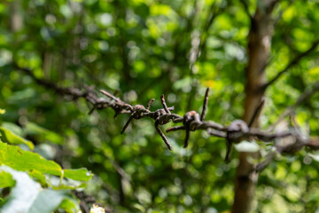 Symbolic Image of Barbed Wire Fence in Summer Forest – Contrast between Freedom and Confinement