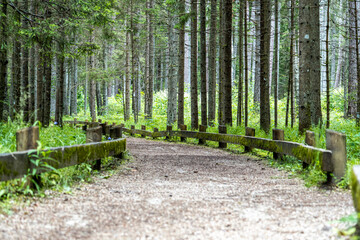 Peaceful Forest Trail with Wooden Fence in Green Conifer Woods – Serene Nature Background