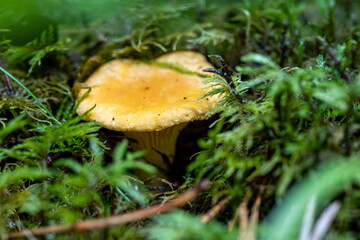 Fresh Yellow Chanterelle Hidden in Forest Moss – Nature Foraging Concept