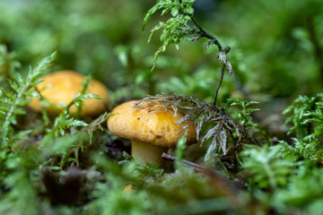 Chanterelle Mushroom Growing in Forest Moss – Organic Wild Foraging Scene
