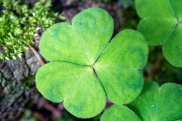 Macro Photo of Fresh Green Shamrock Leaf with Three Heart-Shaped Leaflets – Nature Symbol of Luck, Eco Life, and Spring Growth