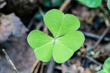 Macro Photo of Fresh Green Shamrock Leaf with Three Heart-Shaped Leaflets – Nature Symbol of Luck, Eco Life, and Spring Growth
